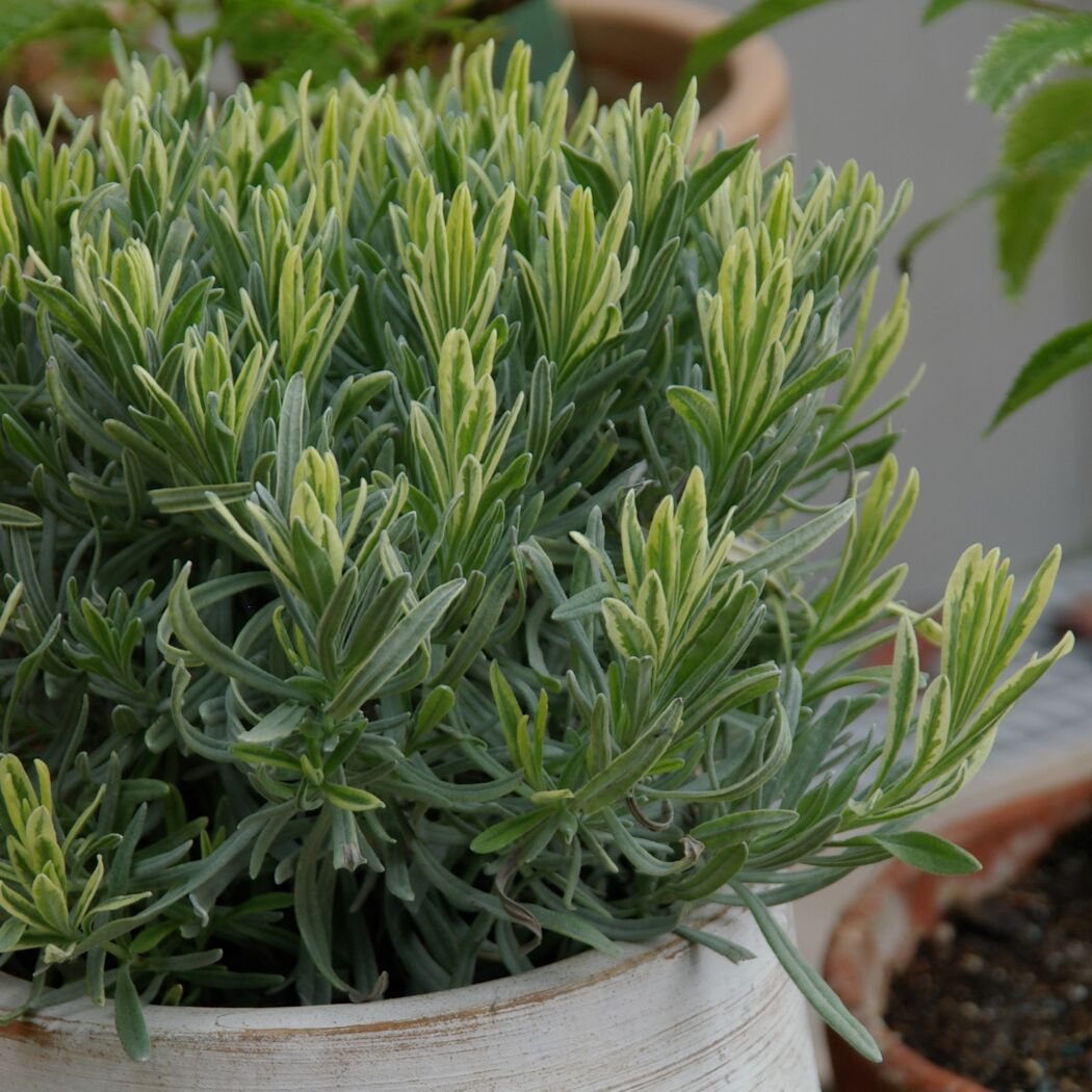 Lavendel Greencream im Topf