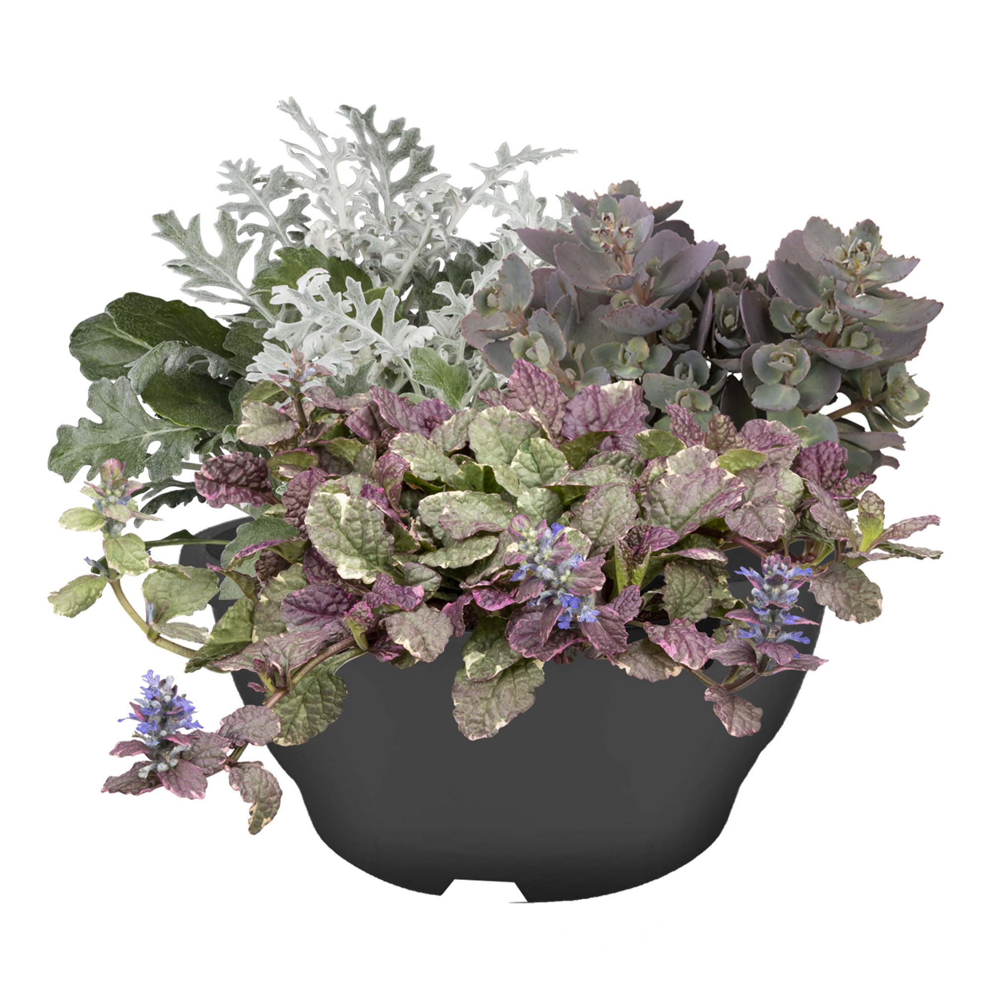 Herbstzauber Trio in Schale 19 cm Topf
