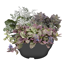 Herbstzauber Trio in Schale 19 cm Topf
