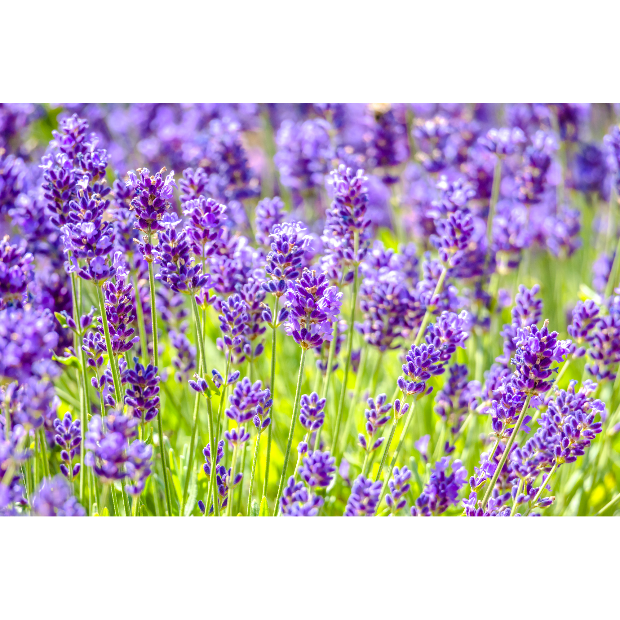 Lavendel 'Felice®' 15 cm Topf