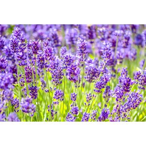 Lavendel 'Felice®' 15 cm Topf