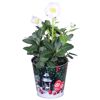 Helleborus Zinktopf mit Motiv 12 cm