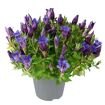 hauptbild
