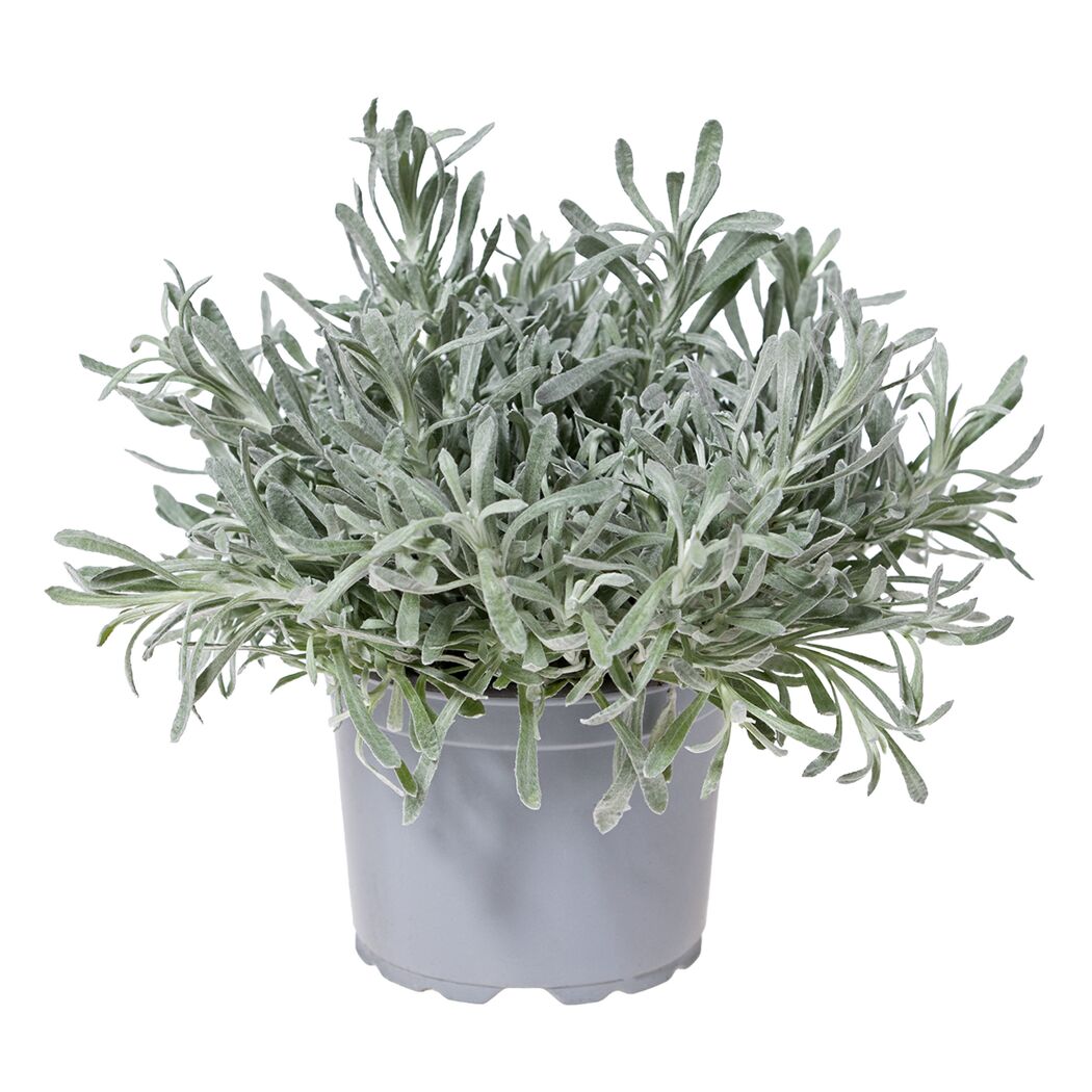 Staudenmix 'Silberblättrig' 17 cm Topf