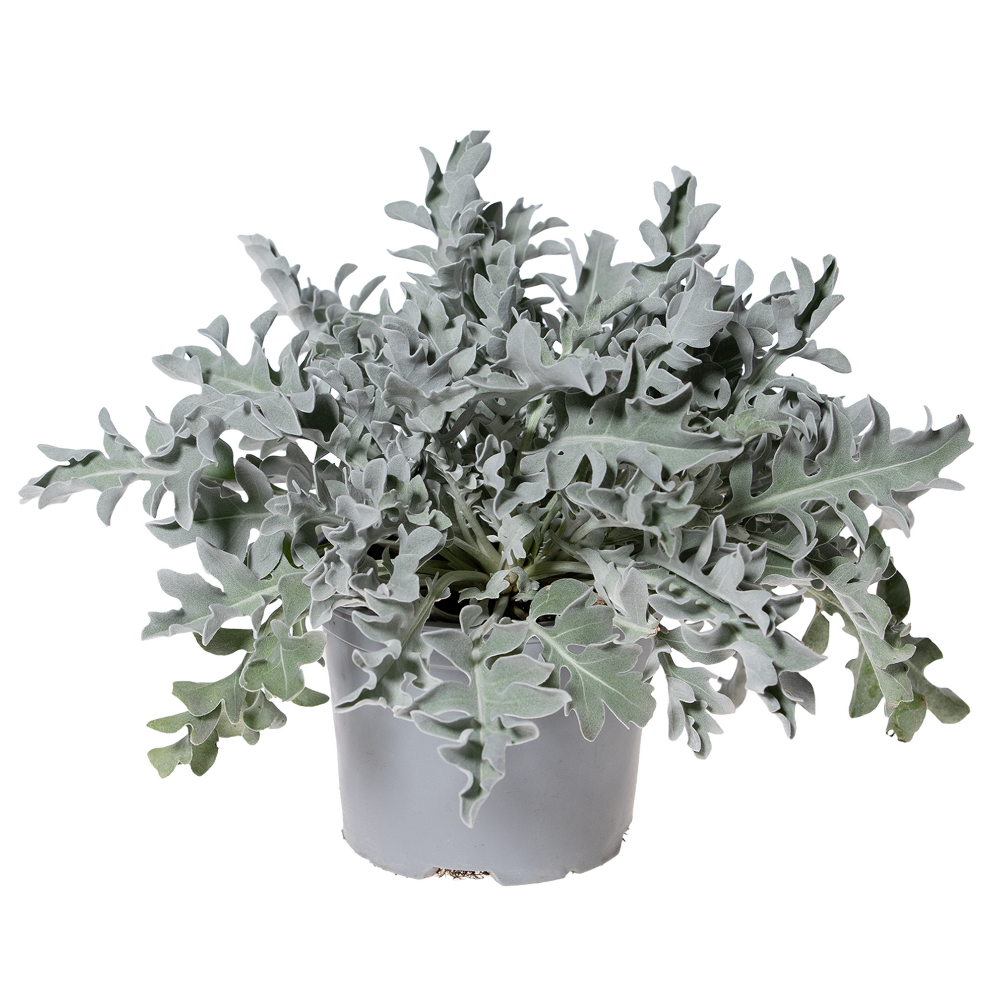 Staudenmix 'Silberblättrig' 17 cm Topf