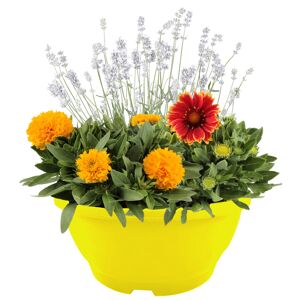 Staudenmix in der Schale, nützlingsfreundlich Ø 23 cm