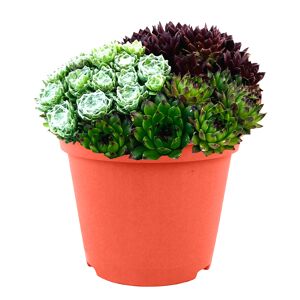 Hauswurz Trio in bepflanzter Schale 23 cm Topf