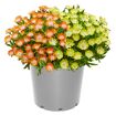 hauptbild