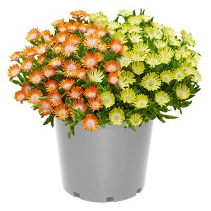 Mittagsblume 'Ice Dance Duo' 13 cm Topf