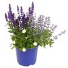 Pflanzentriomix 'BlooMatch' in blauem Topf