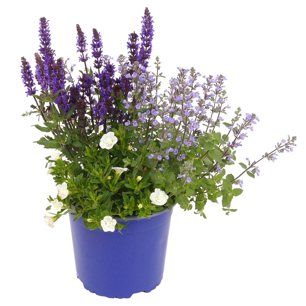 Pflanzentriomix 'BlooMatch' in blauem Topf