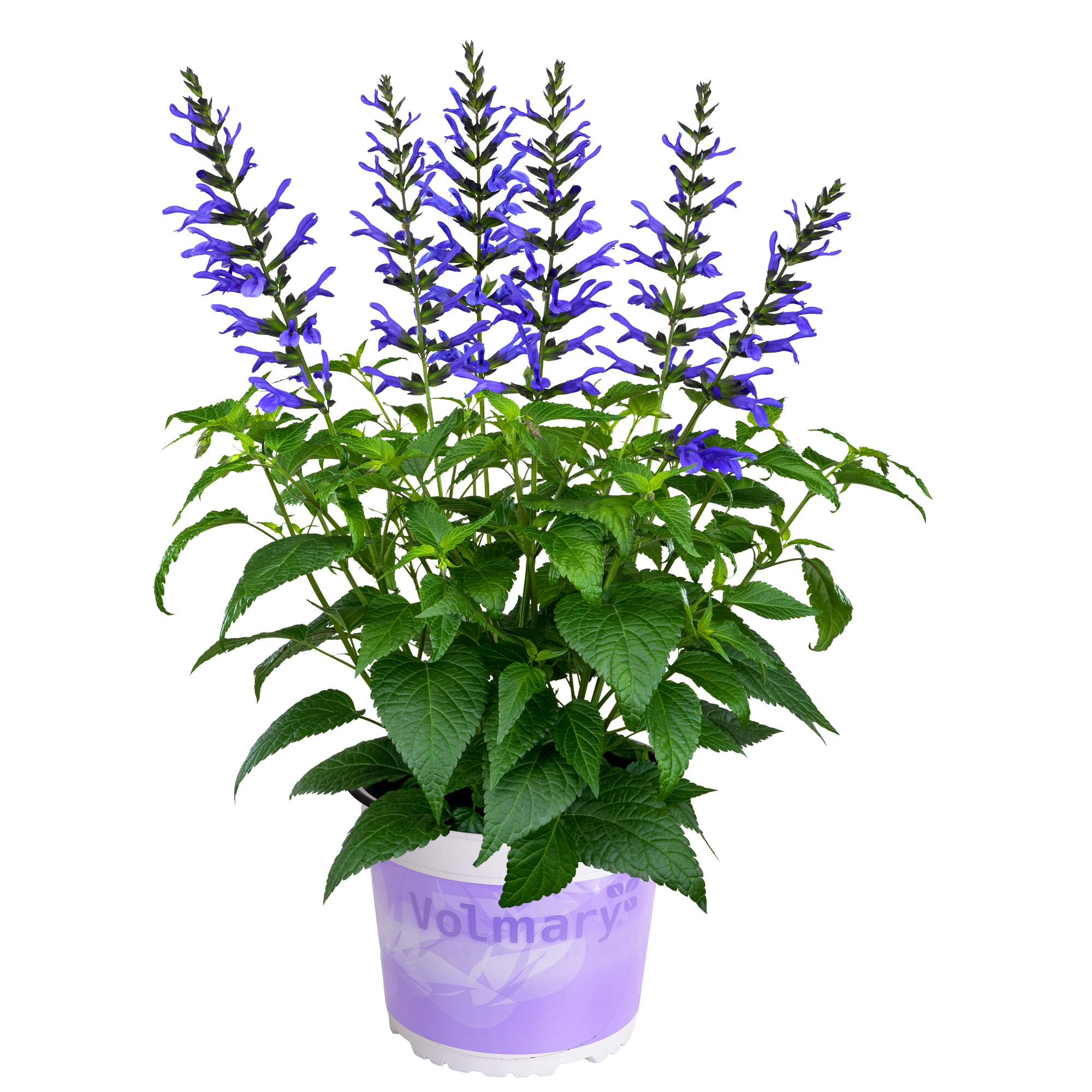 Salbei 'Salgoon' 19 cm Topf