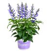 hauptbild