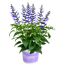 Salbei 'Salgoon' 19 cm Topf