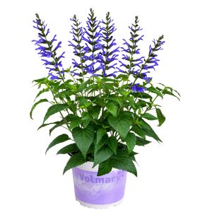 Salbei 'Salgoon' 19 cm Topf