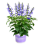 Salbei 'Salgoon' 19 cm Topf