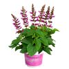 Salbei 'Salgoon' 19 cm Topf