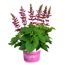 Salbei 'Salgoon' 19 cm Topf