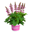 Salbei 'Salgoon' 19 cm Topf