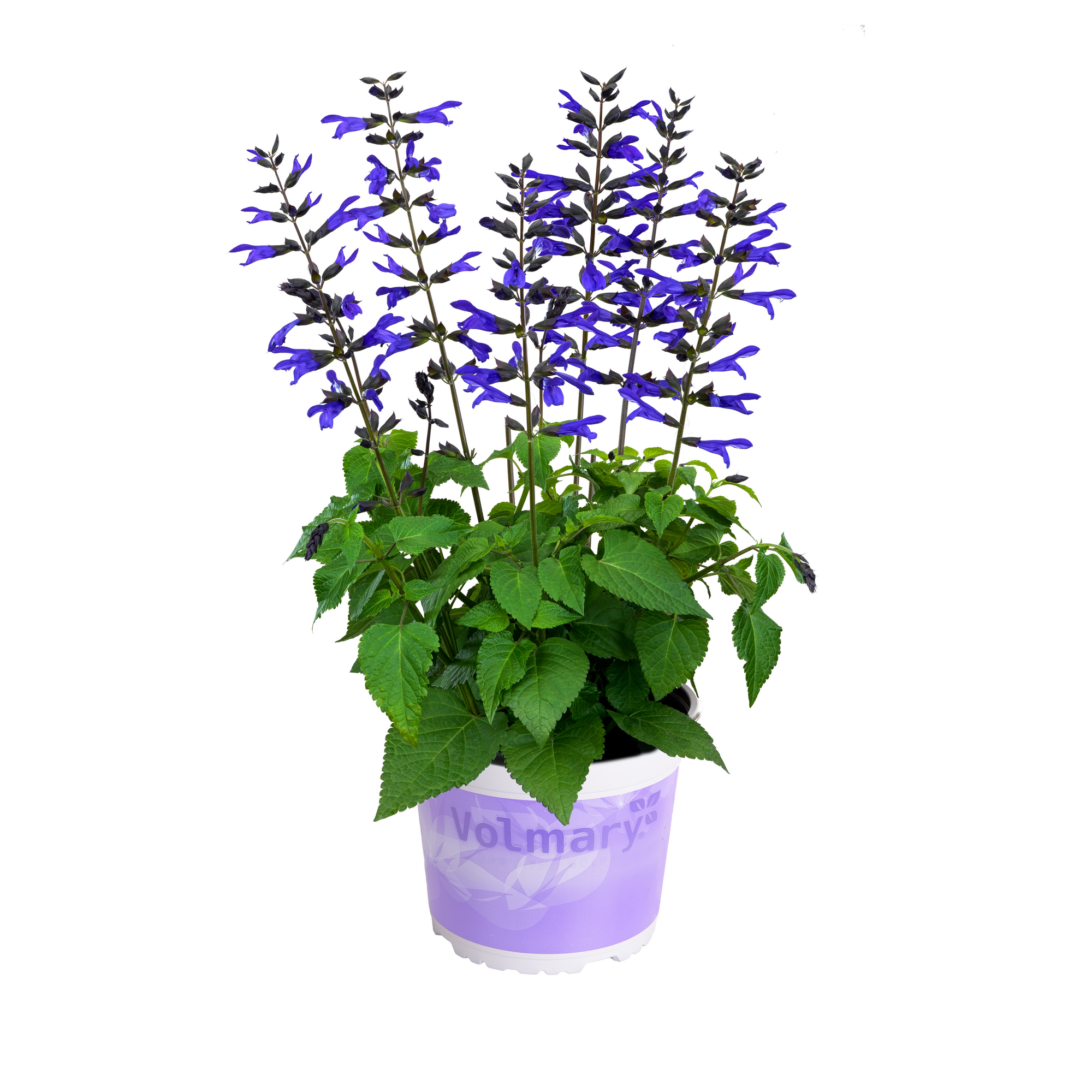 Salbei 'Salgoon' 19 cm Topf