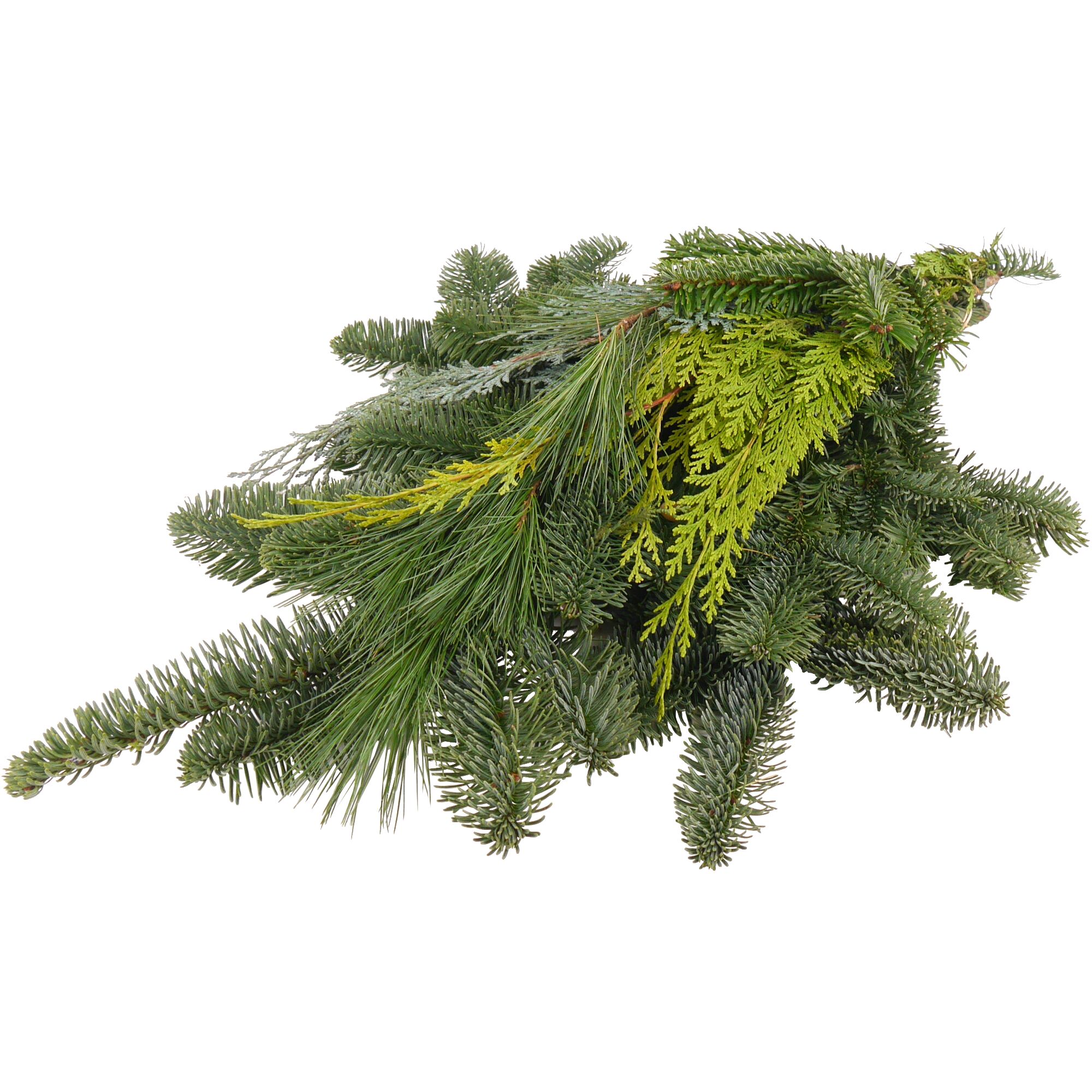 Ein Bund Immergrünzweige vor weißem Hintergrund.