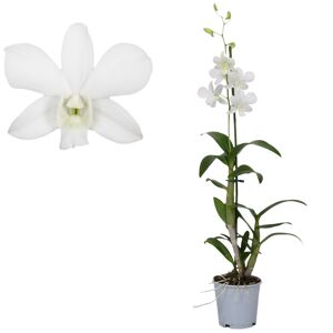 Dendrobium-Orchidee 'Coconut Dream' 1 Rispe weiß 11 cm Topf
