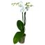 Weiße Orchidee in einem durchsichtigen Topf
