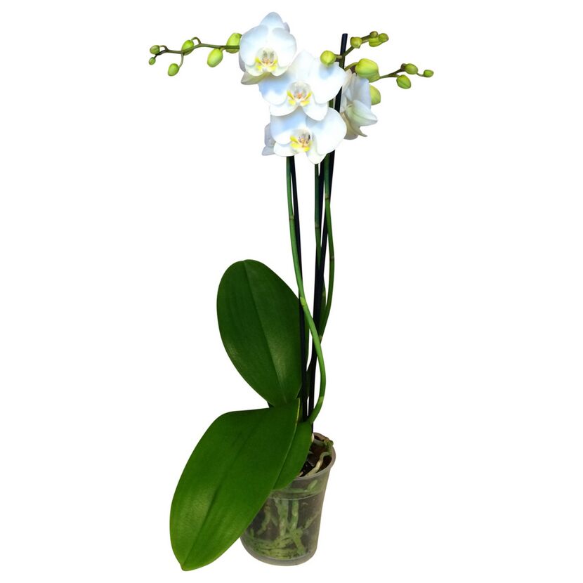 Weiße Orchidee in einem durchsichtigen Topf