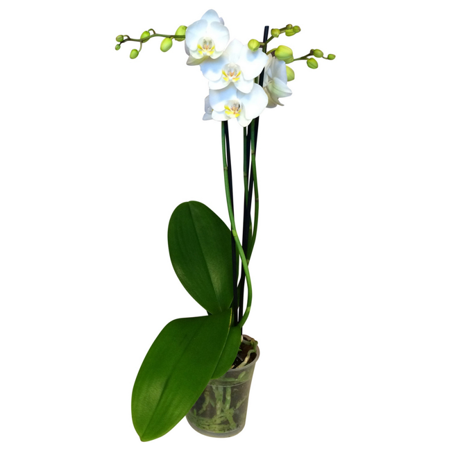 Bild von Schmetterlingsorchidee 3 Rispen verschiedene Sorten 9 cm Topf