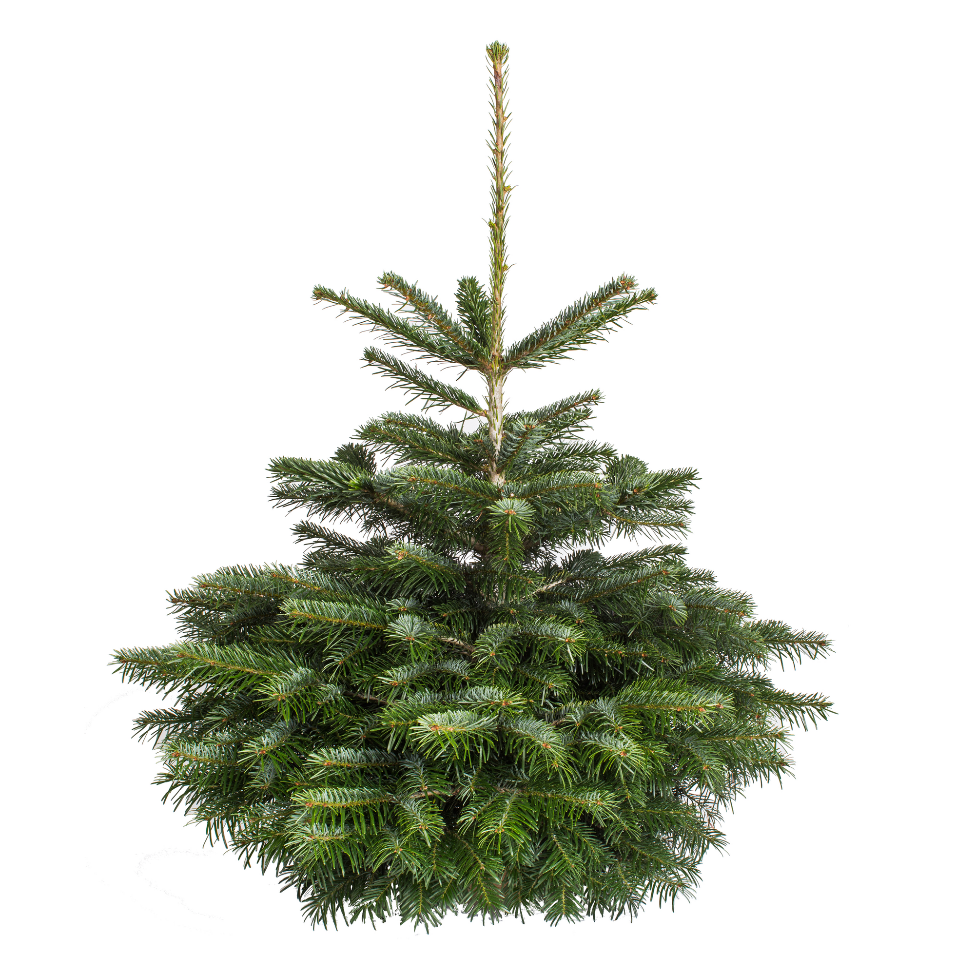 Fair Trees® Weihnachtsbaum Nordmanntanne gesägt 100-130 cm + product picture