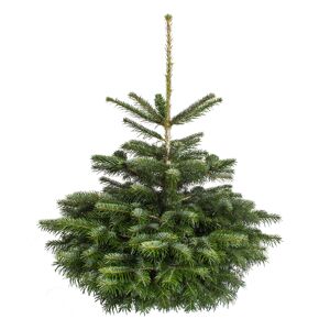 Fair Trees® Weihnachtsbaum Nordmanntanne gesägt 100-130 cm