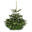 Verkleinertes Bild von Fair Trees® Weihnachtsbaum Nordmanntanne gesägt 100-130 cm