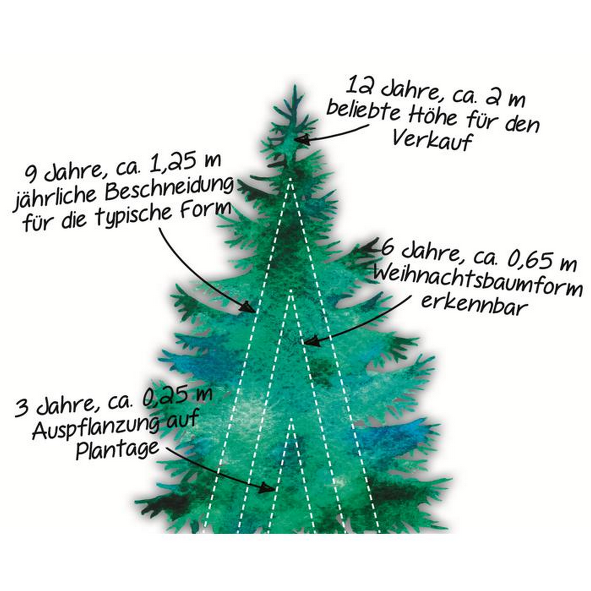 Fair Trees® Bio-Weihnachtsbaum Nordmanntanne gesägt 180-220 cm + product picture