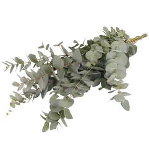 Schnittgrün-Handbund Eukalyptus 70 cm