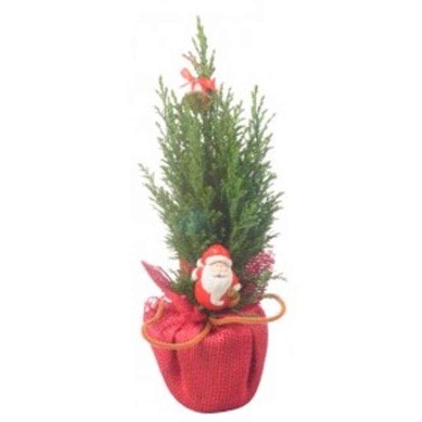 Konifere in Jute mit Weihnachtsstecker 9 cm Topf