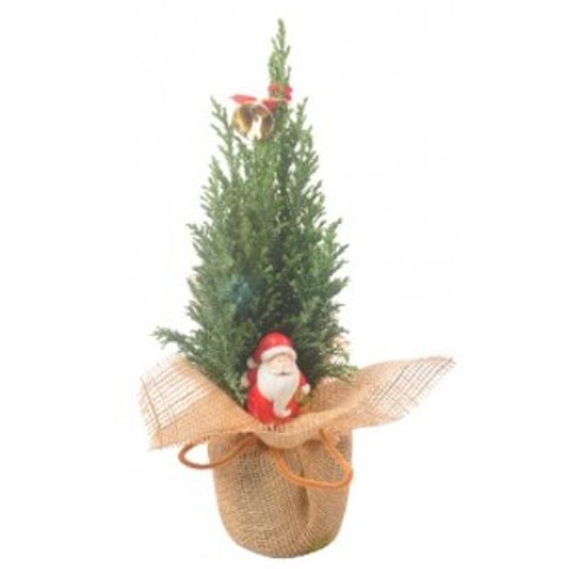 Konifere in Jute mit Weihnachtsstecker 9 cm Topf
