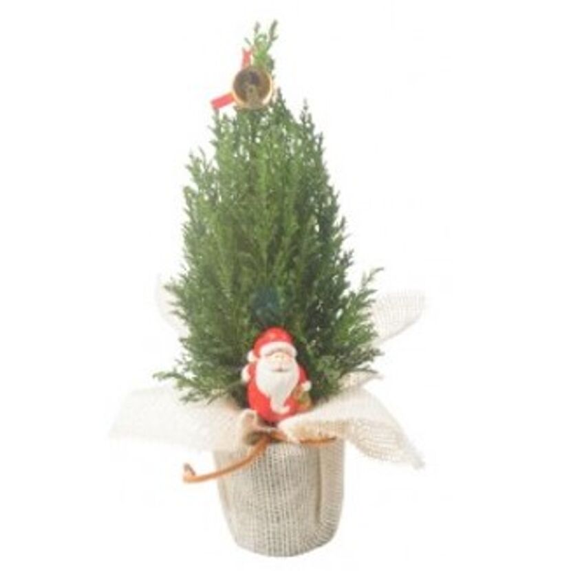 Konifere in Jute mit Weihnachtsstecker 9 cm Topf