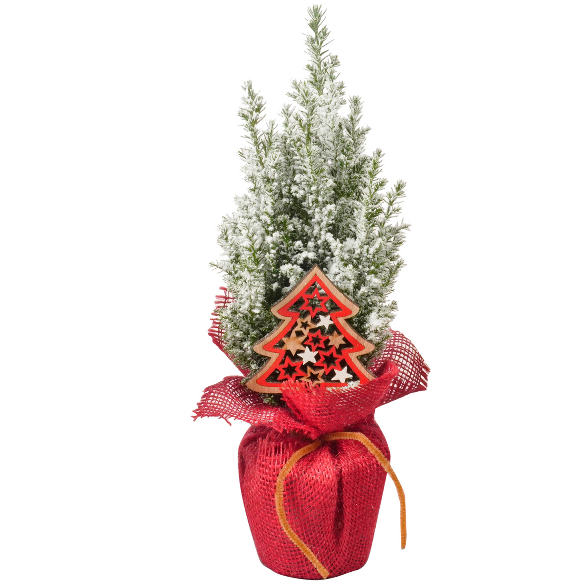 Konifere in Jute mit Tannenstecker 9 cm Topf