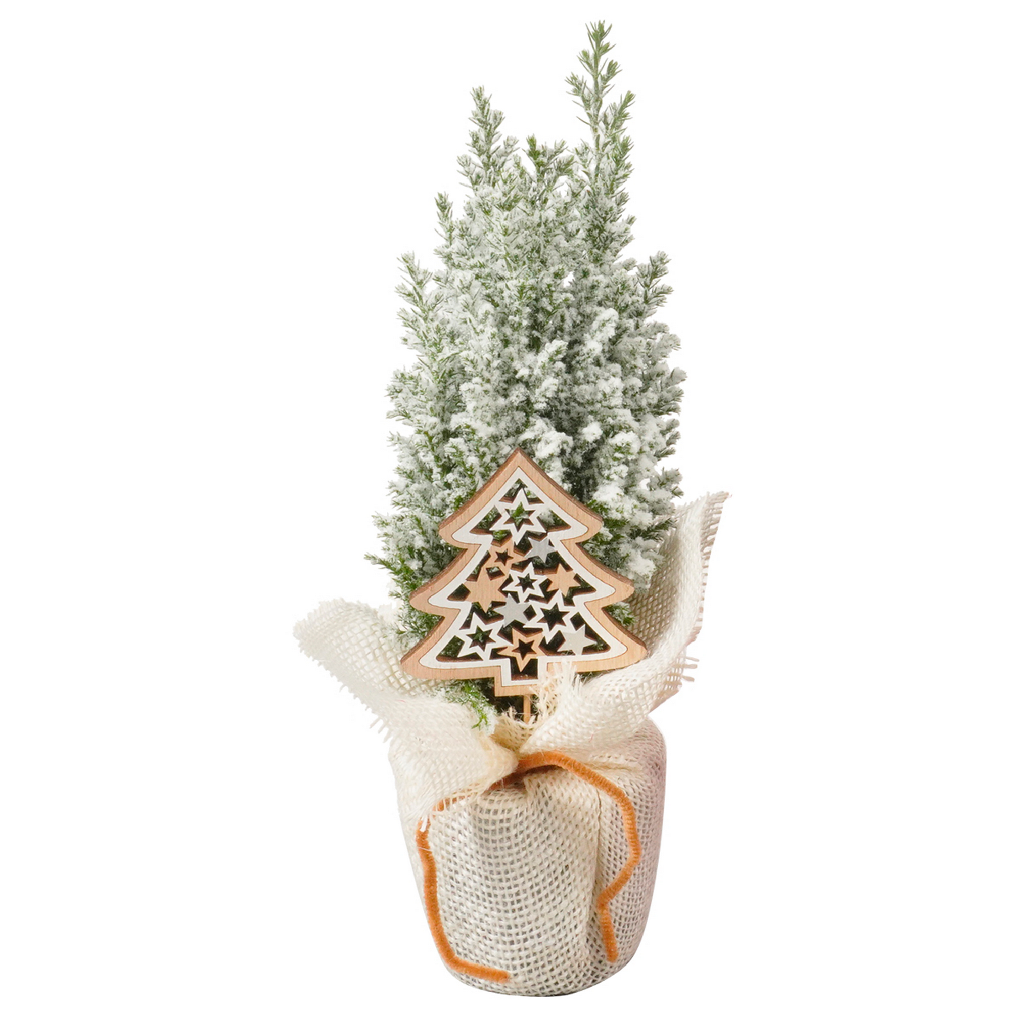 Konifere in Jute mit Tannenstecker 9 cm Topf