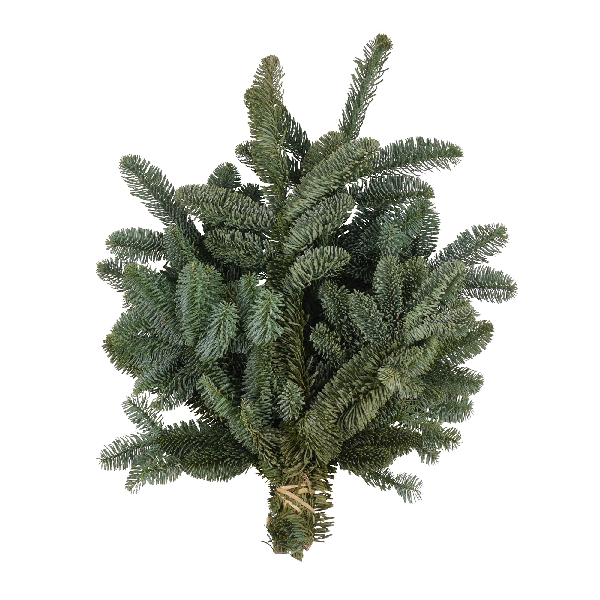 Nobilis-Tannenzweige, gebunden