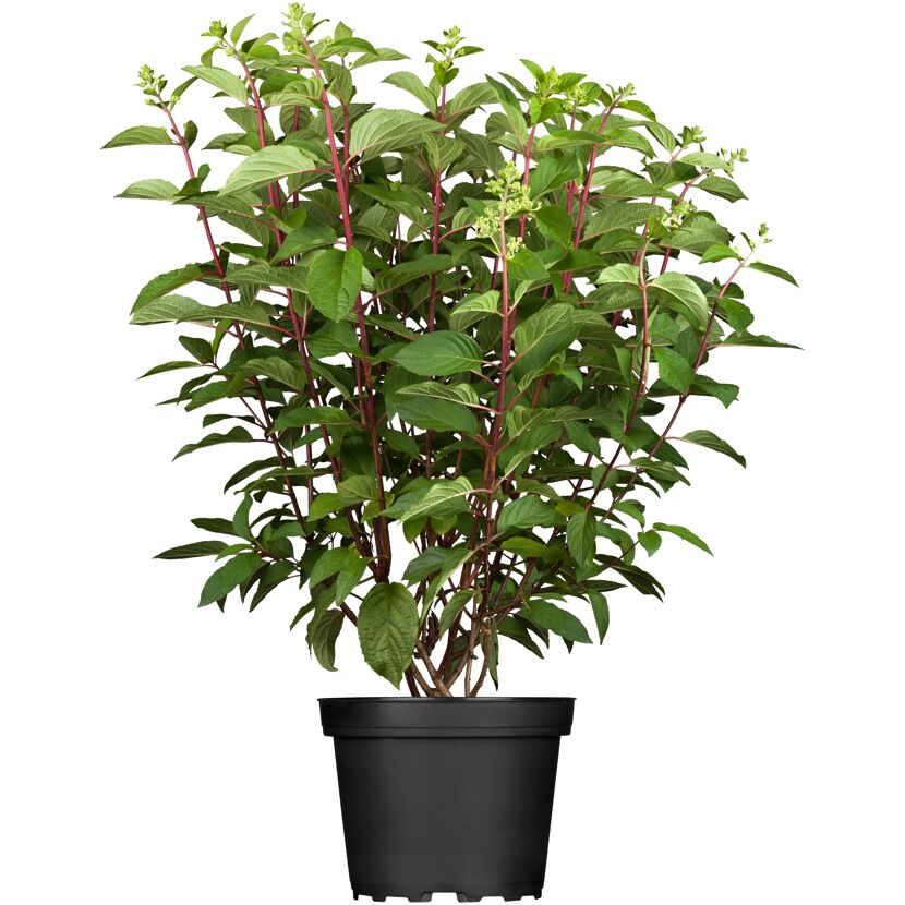 Rispenhortensie Pinky Winky im Topf