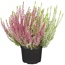 Knospenheide 'Gardengirls® Twin Girls' 12 cm Topf