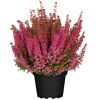 Topfpflanze Erika Gracilis 'Beauty Queen'
