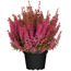 Glockenheide 'Beauty Queen®' pink 12 cm Topf