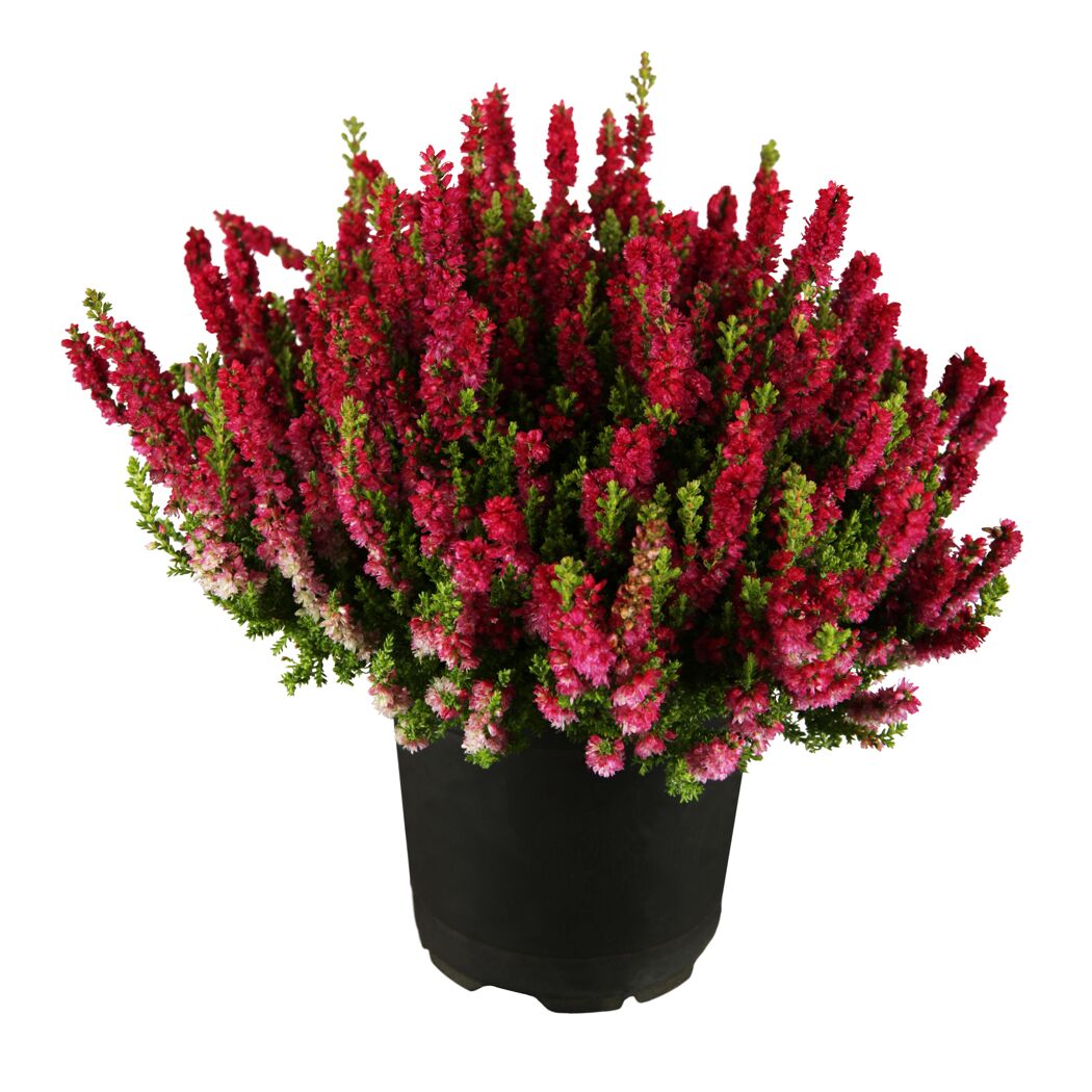 Topf mit Calluna Dark Beauty Heidekraut