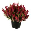 hauptbild