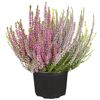 Topf mit rosa, lila und gelber Knospenheide