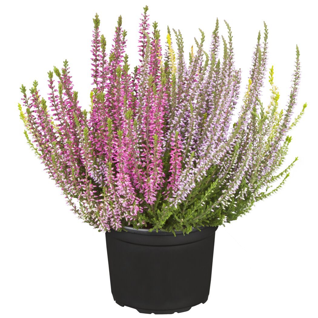 Topf mit rosa, lila und gelber Knospenheide
