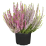 Knospenheide 'Gardengirls® Trio-Girls®' 13 cm Topf