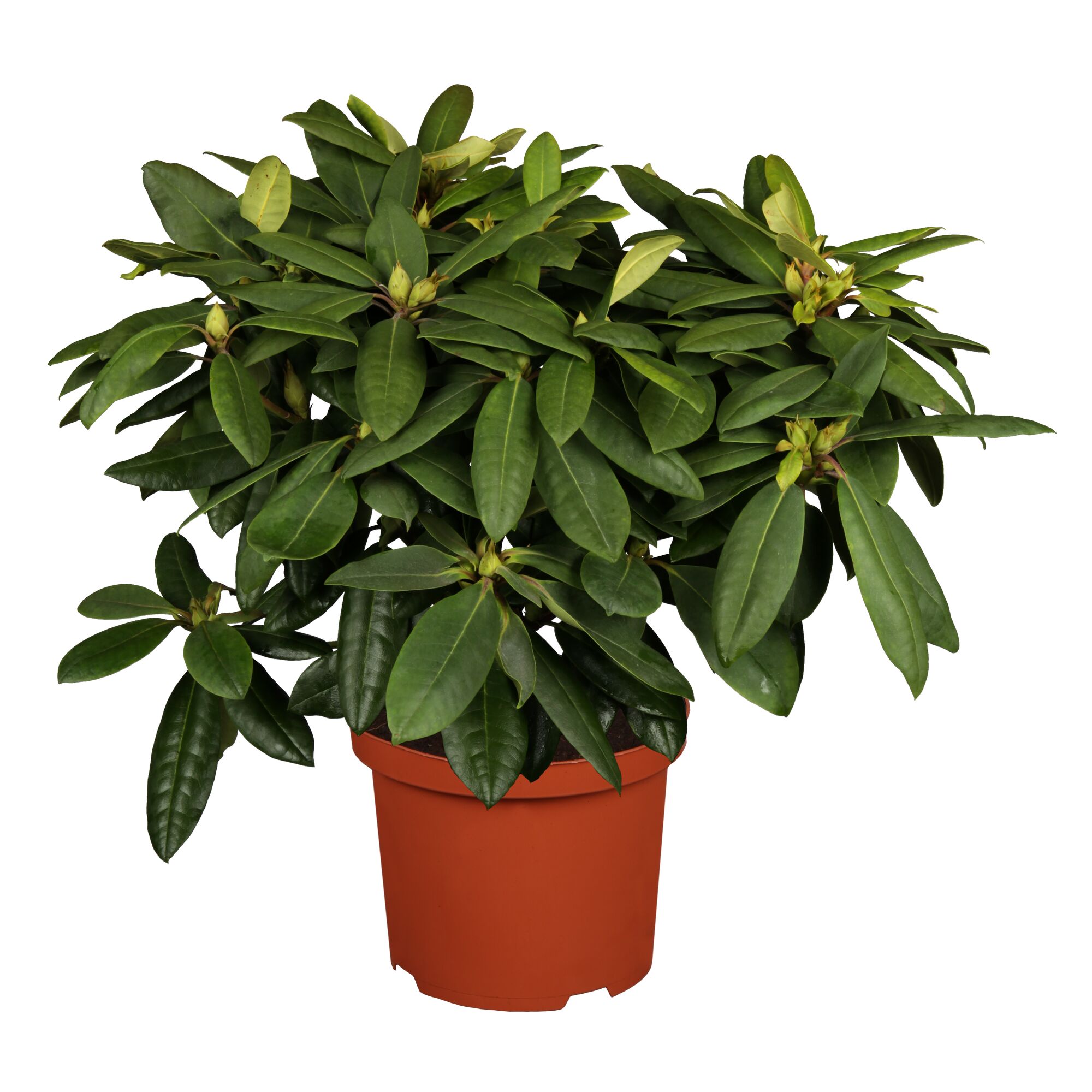 Rhododendron im Topf